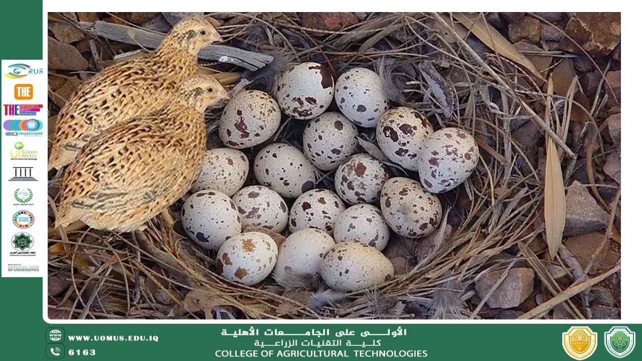 default image