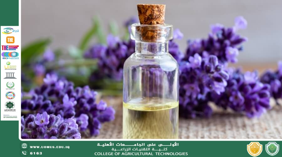 مقالة للتدريسي م.م رعد طلال تومان بعنوان نبات اللافندر الفوائد الطبية والتطبيقات العلاجية