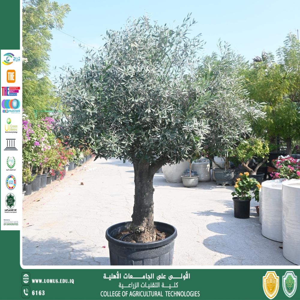 مقالة للتدريسي م.م عبدالله علي كاظم  بعنوان اجعل منزلك واحتك الخاصة: كل ما تحتاج معرفته عن نباتات الزينة