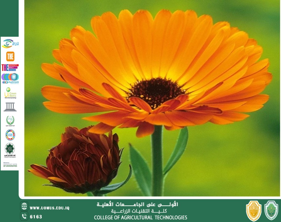 مقالة للتدريسي م.م رعد طلال تومان بعنوان الآذريون الطبي (Calendula officinalis): زهرة ذهبية بخصائص علاجية متعددة