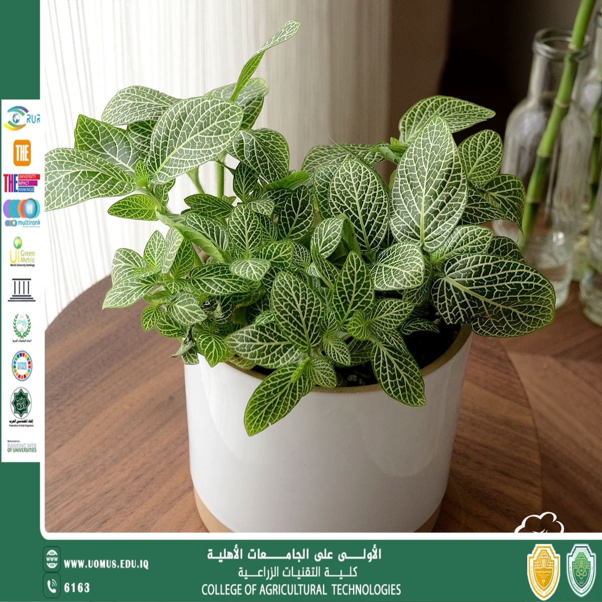 النبات الطبي فيتونيا دراسة تصنيفية وكيميائية وتأثيرات دوائية