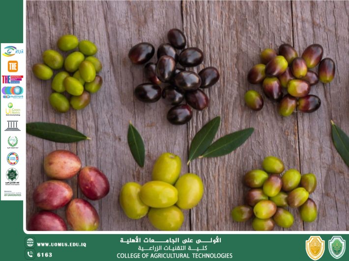 مقالة للتدريسي م.م عبدالله علي كاظم  بعنوان الزيتون في الطب الحديث غذاء، شفاء، ووقاية