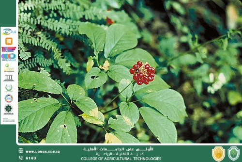مقالة للتدريسي م.م رعد طلال تومان بعنوان الجينسنغ كنز النباتات الطبية ودوره في تعزيز الصحة والوقاية من الأمراض