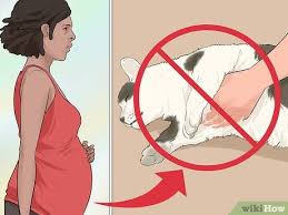 مقالة علمية م.م.دعاء عادل بعنوان داء القطط Toxoplasmosis