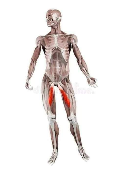 The connective muscle l’adducteur