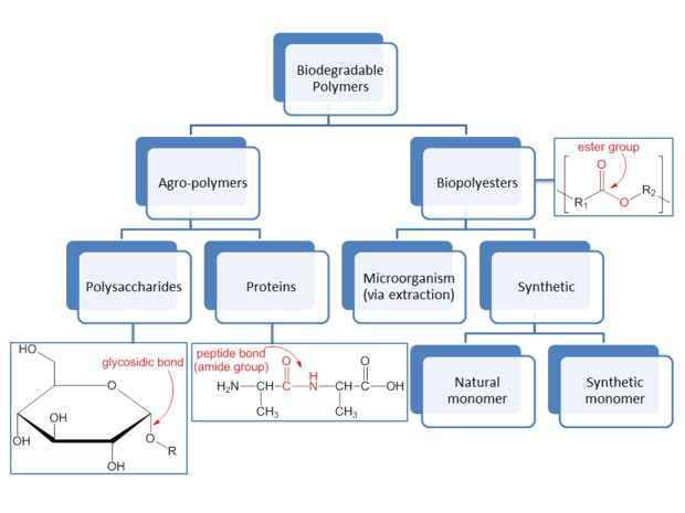 مقالة علمية للتدريسية م.م زينب جواد كاظم بعنوان (البوليمرات القابلة للتحلل (Biodegradable Polymers))