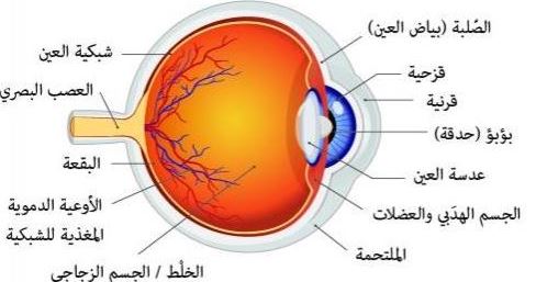 مقالة علمية للتدريسية م.م زينب وضاح ناصر بعنوان (العين)