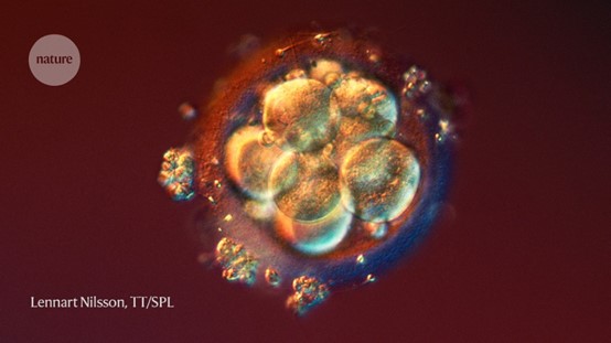 مقالة علمية بعنوان (What’s next for lab-grown human embryos?)