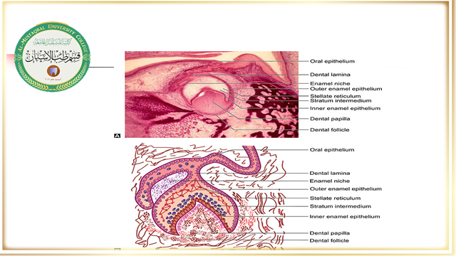 قسم طب الأسنان يقيم ندوة علمية ألكترونية بعنوان Stages of tooth morphology