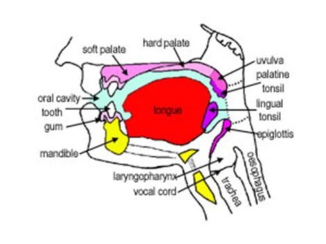  م.م. دعاء ساهي حسونEsophagus