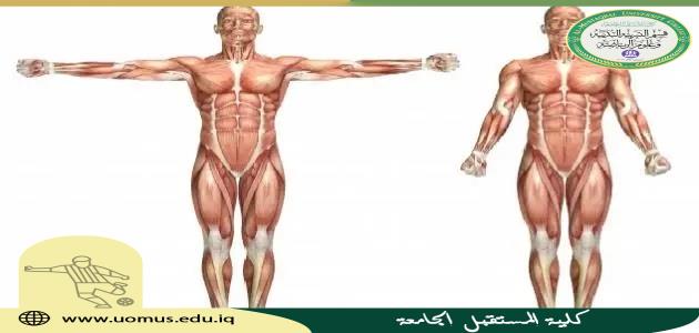 أهمية علم الفسيولوجيا في المجال الرياضي مقالة للتدريسية ( م.د زهراء سعد عزاوي ) 