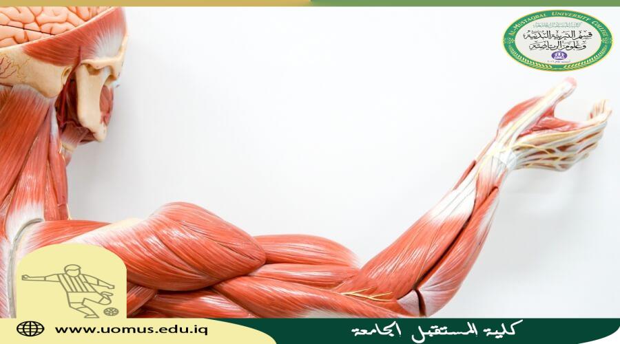 مقالة علمية للدكتور فاضل محمد عبس عن ( اهمية قياس النشاط الكهربي للعضلات )