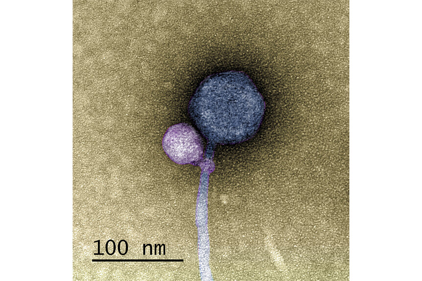 vampire virus