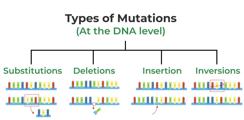 Mutations Msc. zahraa hamza merza