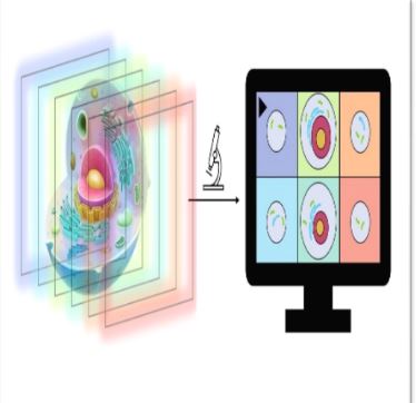 default image