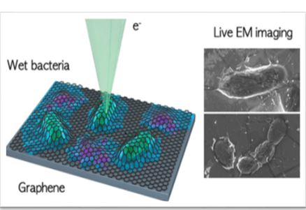 Quantum microscope can examine cells in unprecedented detail BY Zahraa Hazim Obaid