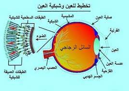 مقالة علمية للمبرمج مصطفى مرتضى خلف بعنوان (اعتماد تنقيه الذكاء الاصطناعي في تشخيص امراض العين)