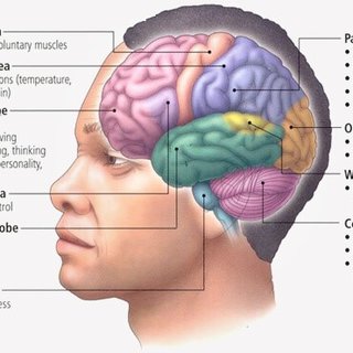 A scientific article by Lecturer M. M. Ali Hussein Al-Nasrawi entitled (5x brain)