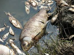 The Impact of Petroleum Waste on Fishery Resources