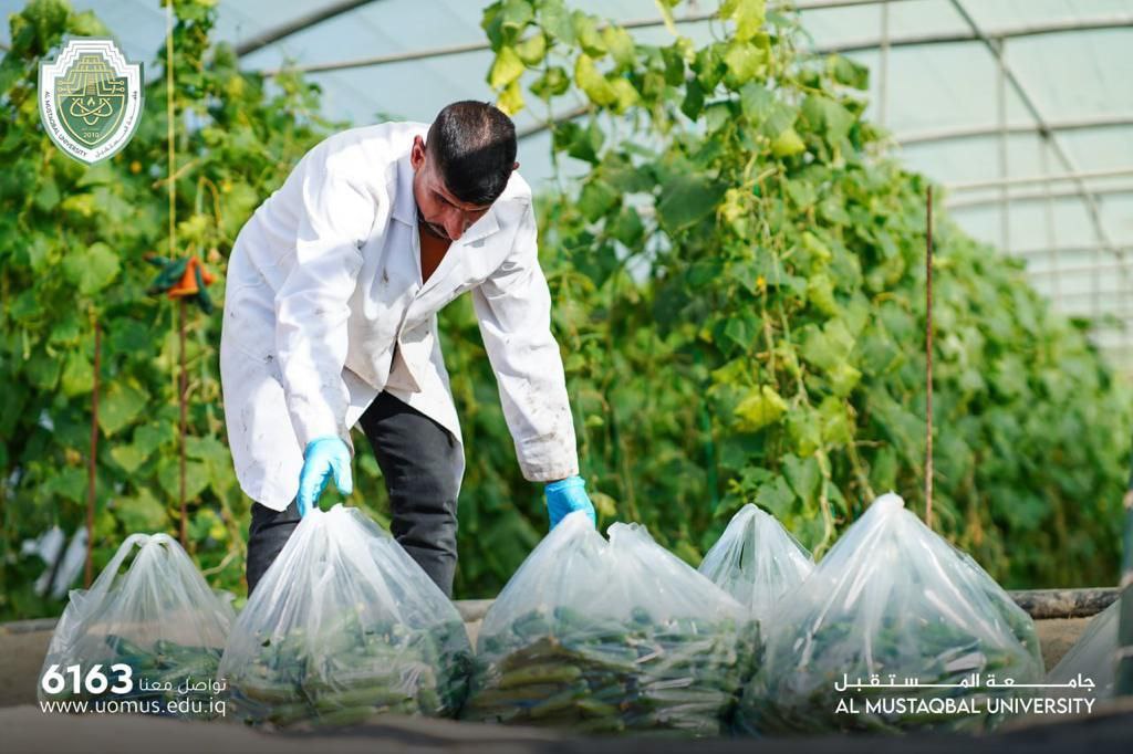 ALMUSTAQBAL  University continues its work to achieve food security and nutrition by implementing the sustainable development project in practice