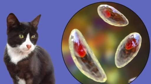 مقالة علمية للتدريسي ( أ.د.رائد عباس كاظم) الاصابة بطفيلي المقوسة الكوندية Toxoplasma gondii والاضطرابات العصبية.