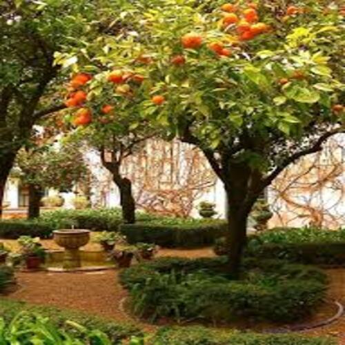 تاثير زراعة الاشجار على اساسات المنزل(القواعد) وما هى المسافات الكافية لزراعة الاشجار بالقرب من المنزل