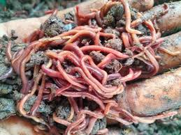 Unearthing the Benefits: The Impact of Earthworms on Soil Refreshment.