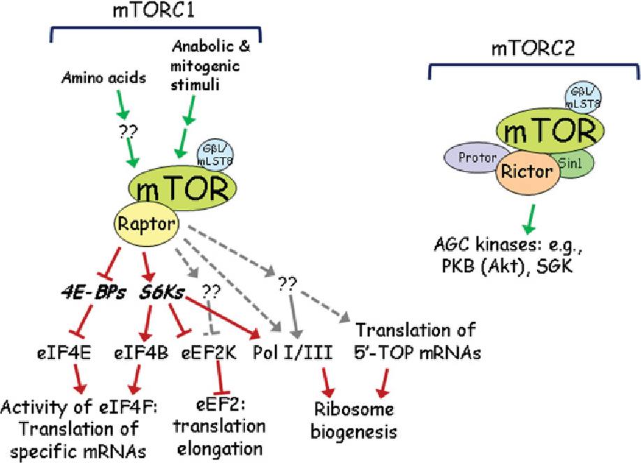  مقالة علمية ل (م.م. رشا فجر كراز )بعنوان " مسار Mammalian Target of Rapamycin (mTOR) في الثديات""
