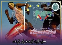 مقالة علمية بعنوان "مصادر مادة الطاقة وتقييم شدد التدريب"للتدريسي في كلية التربية الرياضية  (أ.د جمال صبري فرج)
