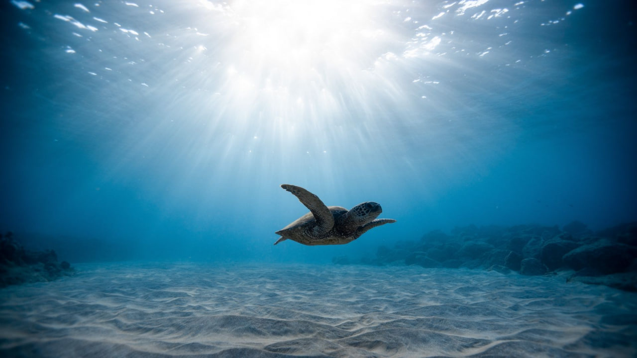 مقالة علمية للانسة نور الهدى عزمي حسن بعنوان (البيولوجيا البحرية Marine biology )