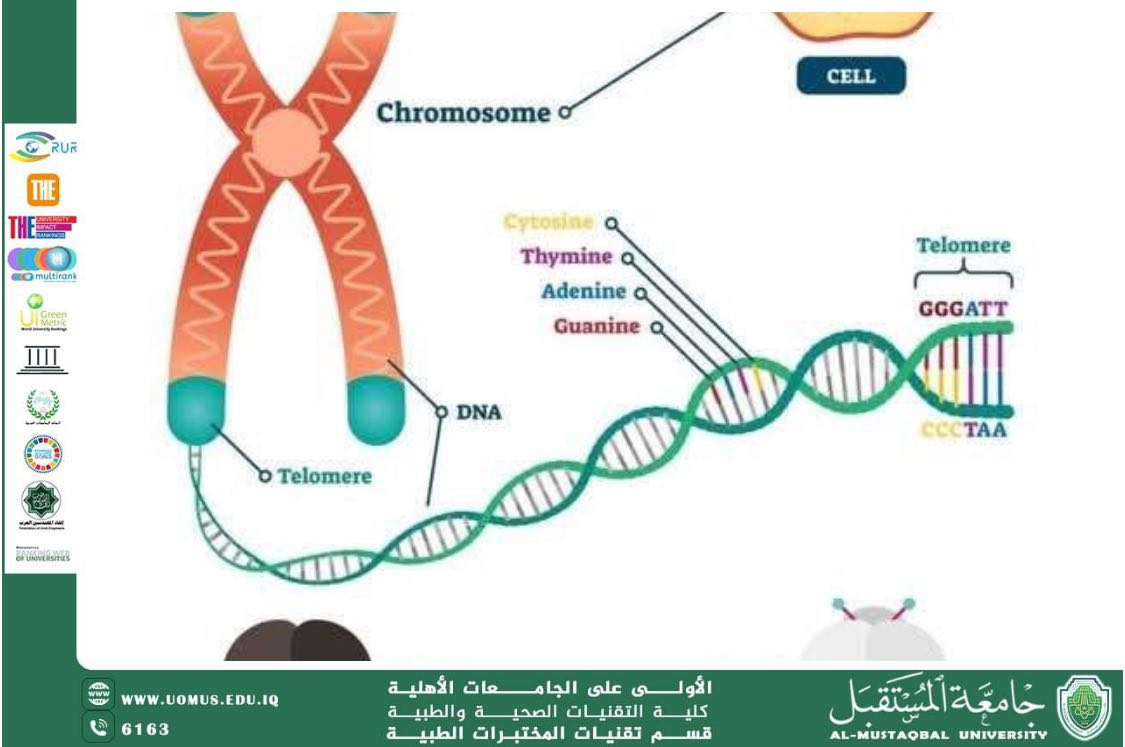 مقالة علمية للدكتور علي تركي حسن بعنوان : علاقه فيتامين D3 والمحافظة على الشباب والصحة الجيدة من خلال علاقته مع telomere والحفاظ عليه وحمايته خلال انقسام وتضاعف الخلايا.