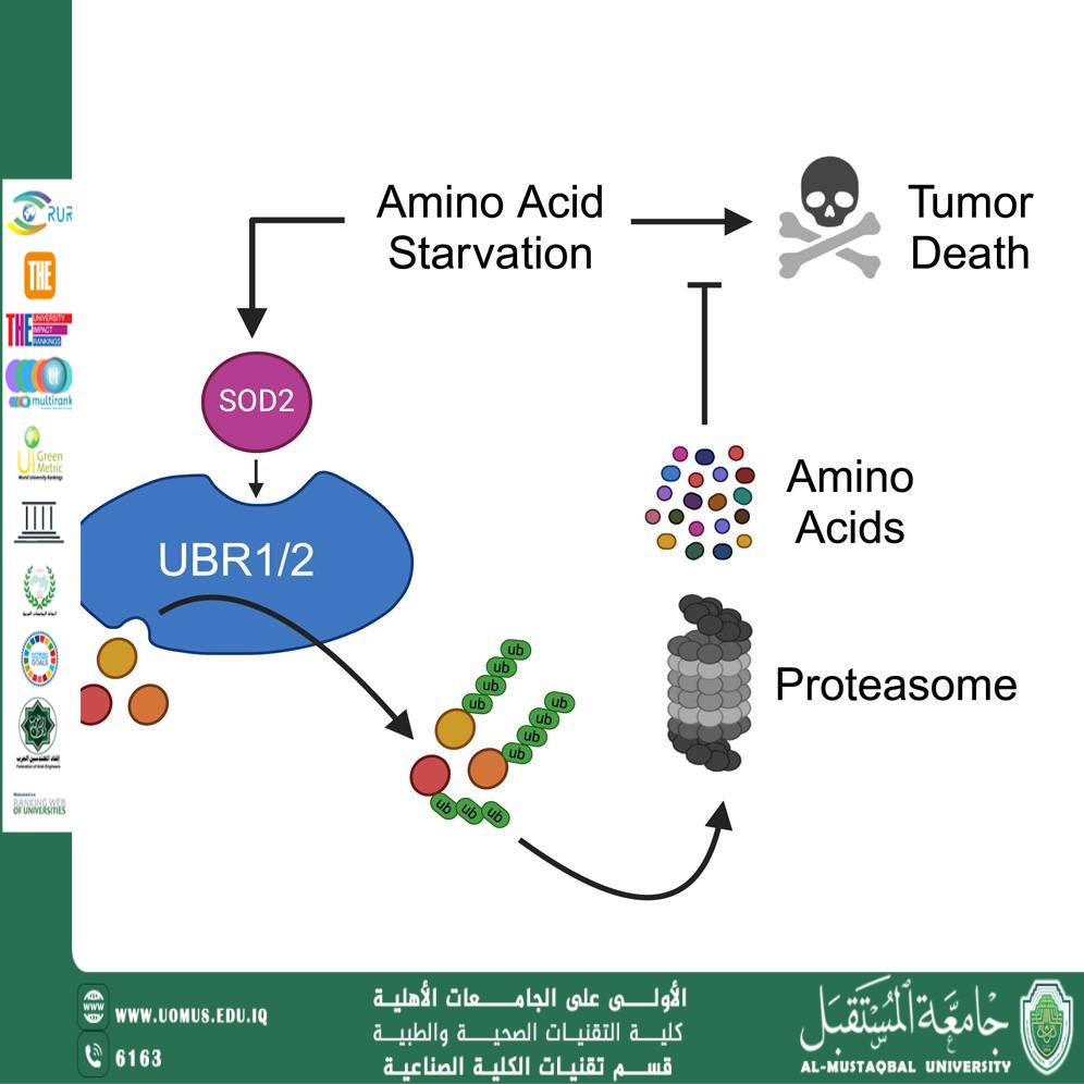 A Scientific Article by Asst. Prof. Dr. Muslim Mohammed Mousa Title: Genetic Polymorphisms of SOD2 and GPX1 Genes and Their Impact on Oxidative Stress Markers in a Sample of Patients with Chronic Kidney Disease 