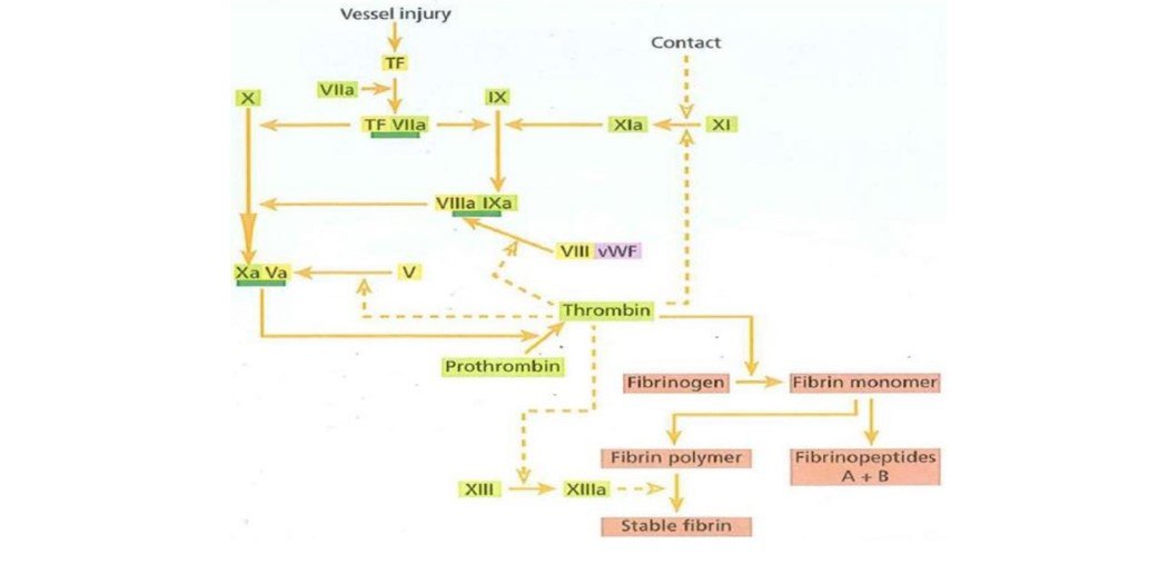 مقالة علمية للسيد امير عرفان بعنوان Blood Clotting