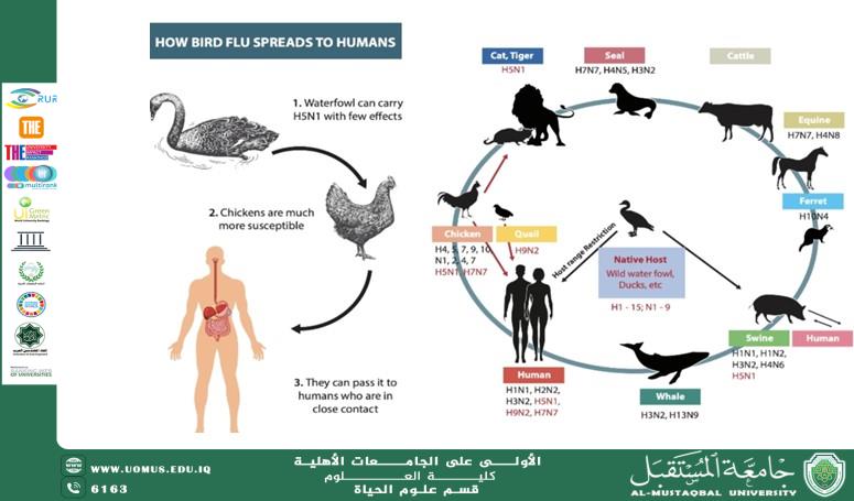 A scientific article by the teaching assistant, Ala Adel Rasmi, entitled “Bird Flu”