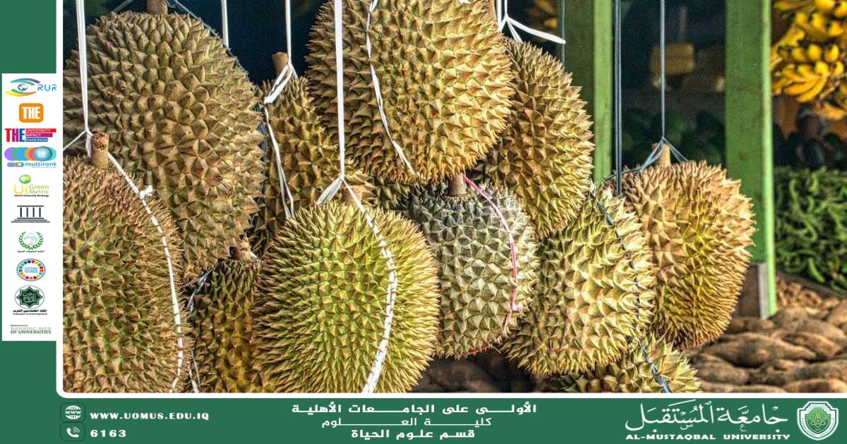 A scientific article by the lecturer, Ms. Zainab Nazim Aziz, entitled “Durian Fruit”