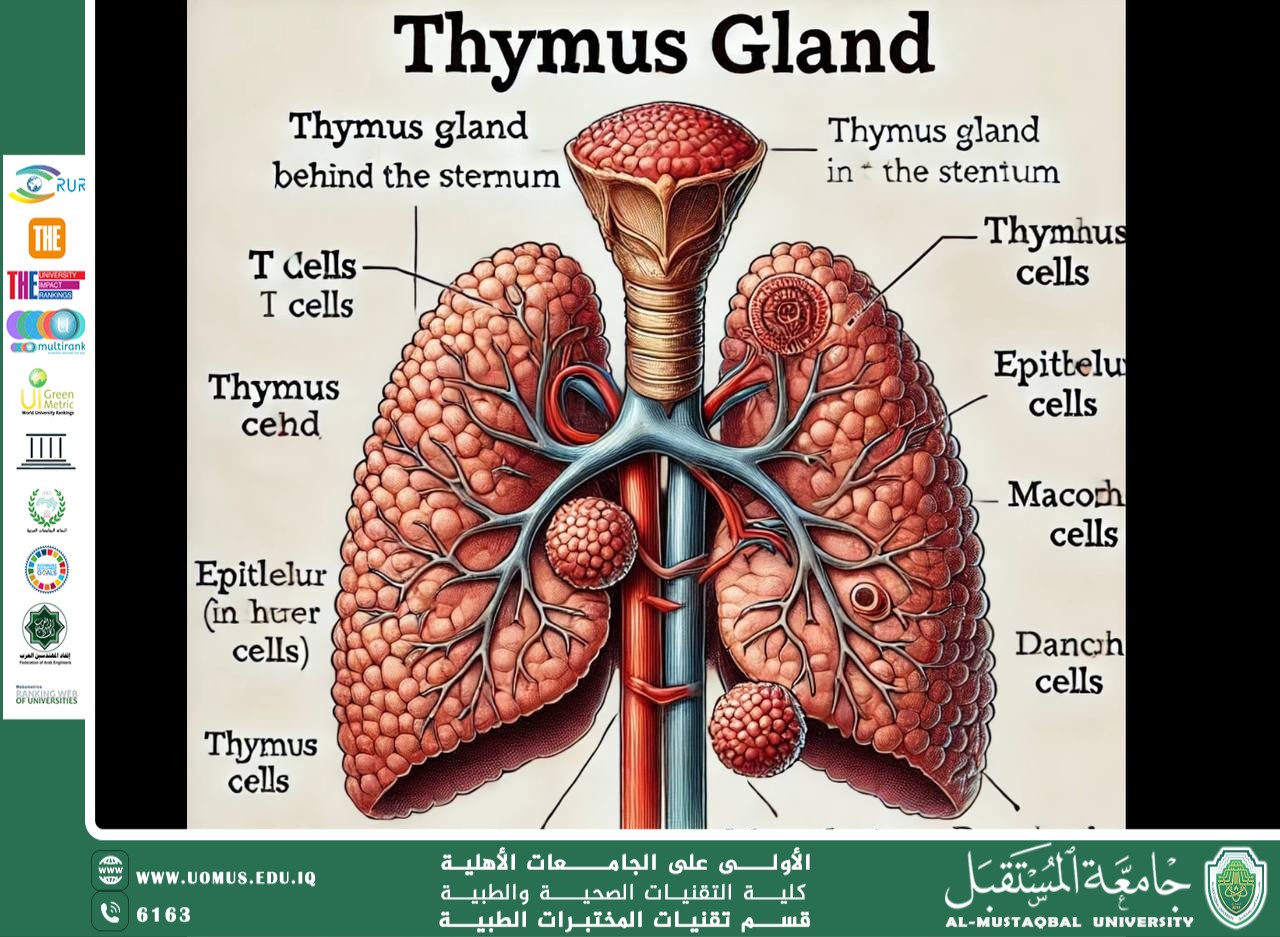  The Thymus Gland in Humans مقالة علميد للسيدة ايات حلمي بعنوان 