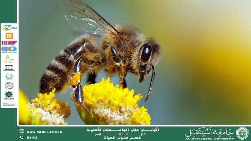 A scientific article by Ms. (Nour Al-Huda Azmi Hassan) entitled "The role of insects in pollination and their impact on biodiversity"