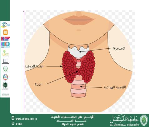 مقالة علمية للمعيدة (علا عادل رسمي ) بعنوان " الغدة الدرقية "