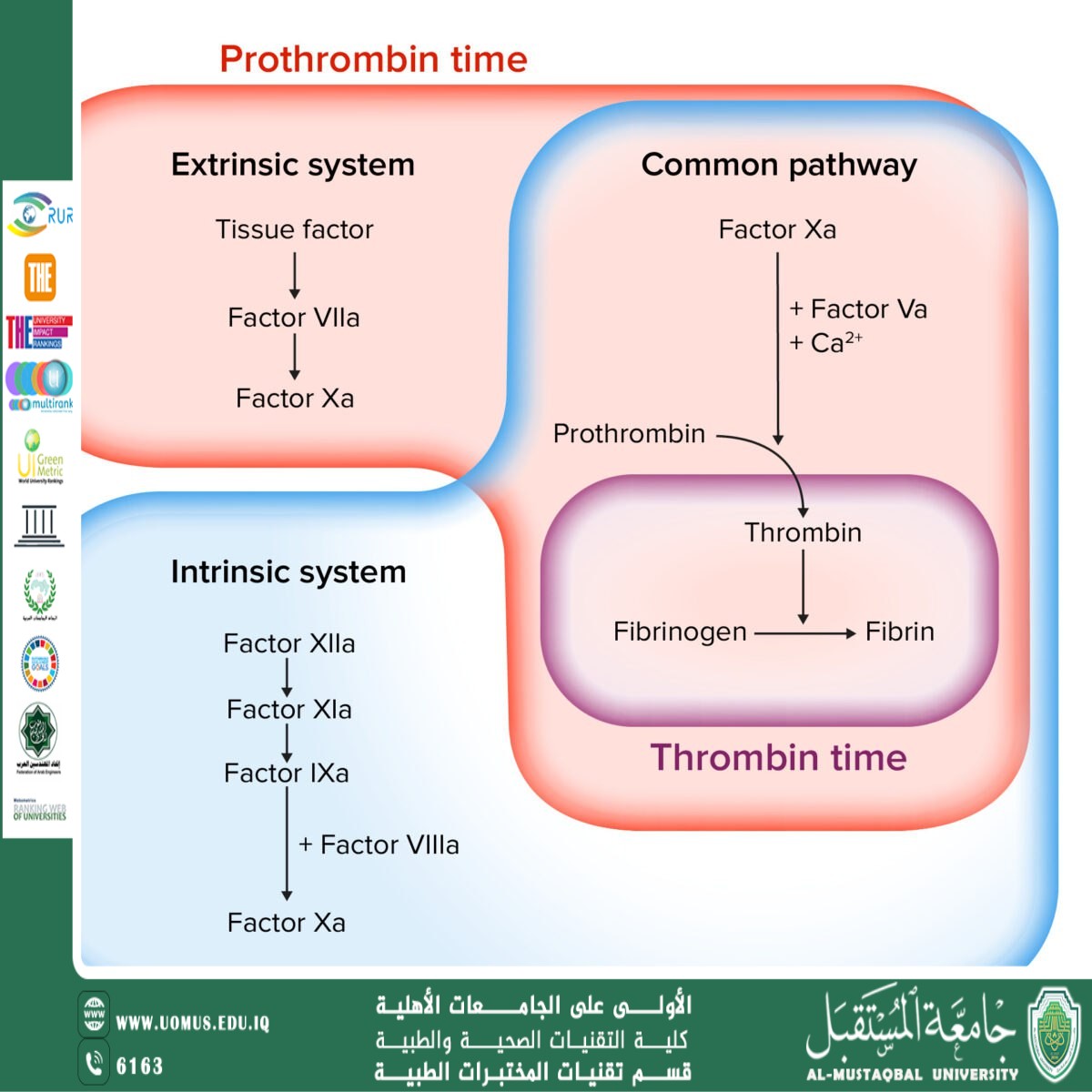 مقالة علمية للدكتورة سجا لطيف بعنوان Coagulation Profile  