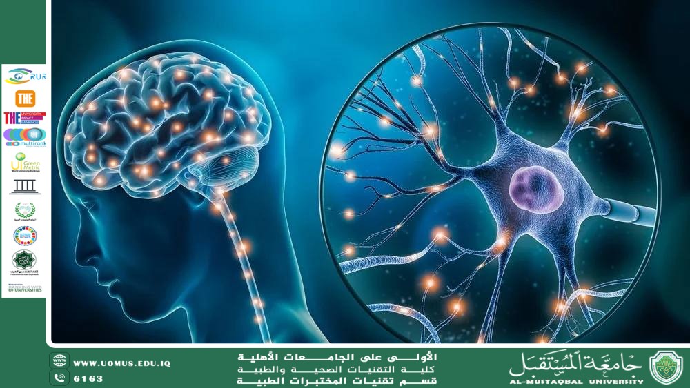 The Human Brain  مقالة علمية للسيدة زهراء عبيس علي بعنوان 