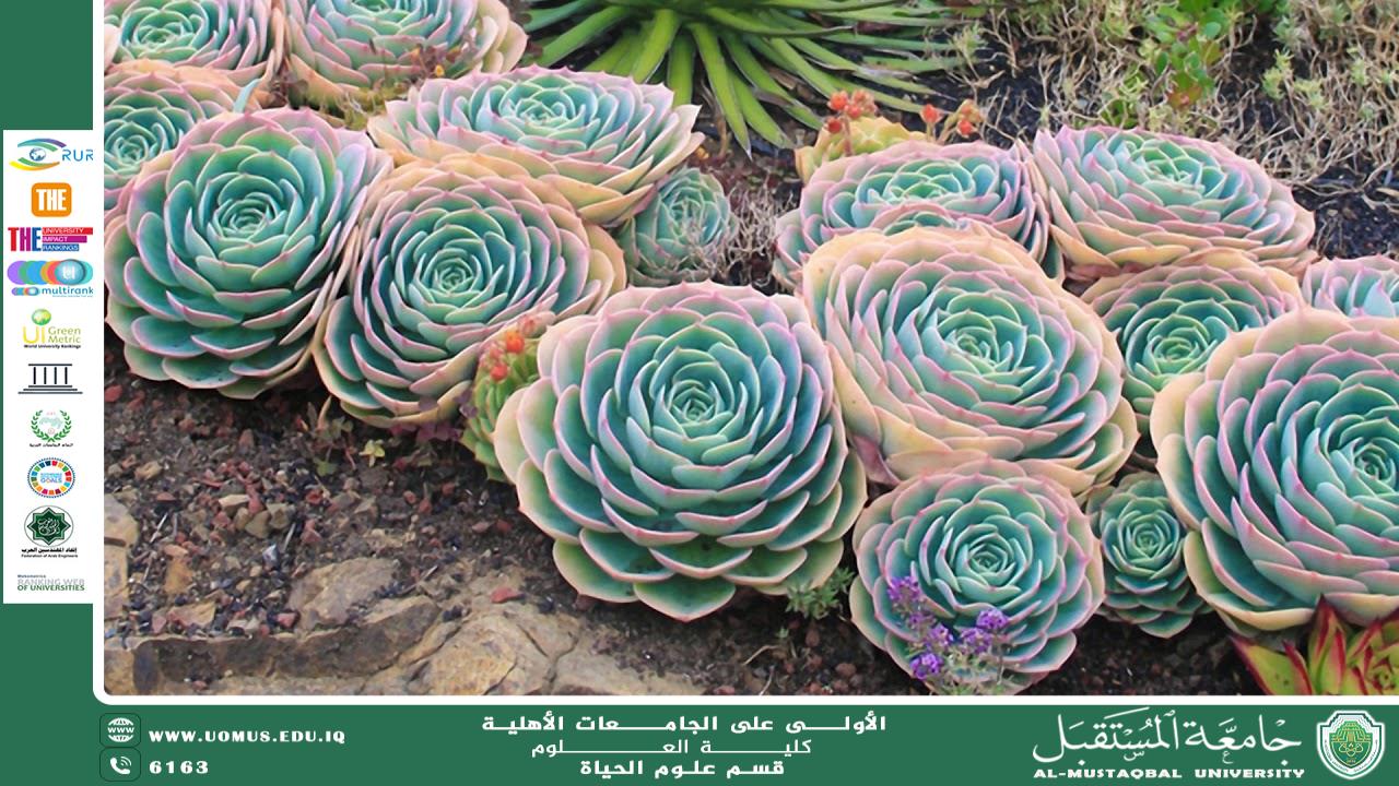 مقالة علمية للتدريسية (م.م ضحى عبد الامير محمد) بعنوان " النباتات العصارية"