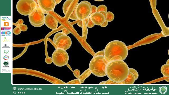 مقالة علمية للمعيد ( احمد جلال نعمة) بعنوان ""الفطريات المجهرية""