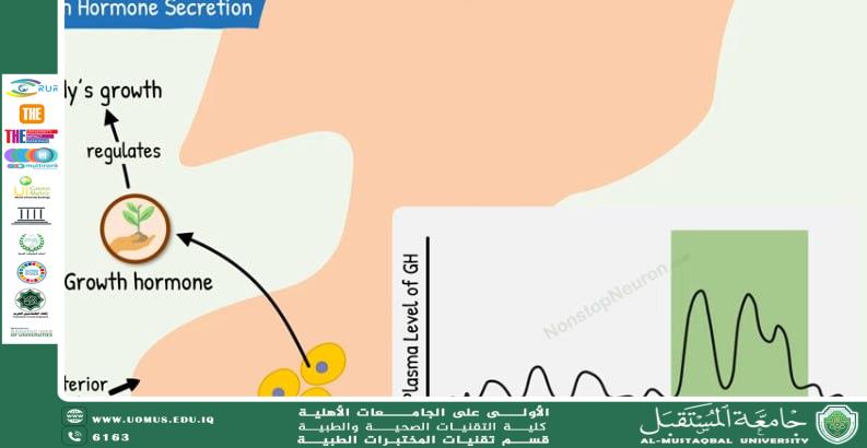 مقالة علمية للدكتور حيدر حمزة بعنوان اختبار هرمون النمو 