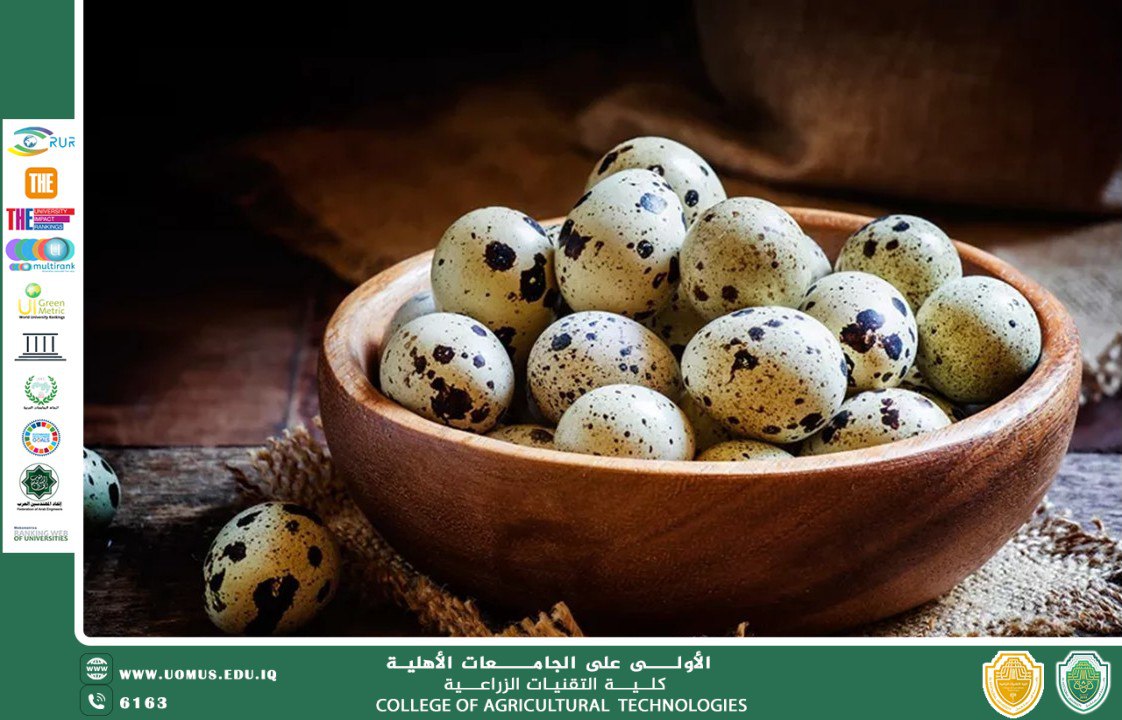 تأثير تناول بيض السمان على الصحة الجنسية للإنسان