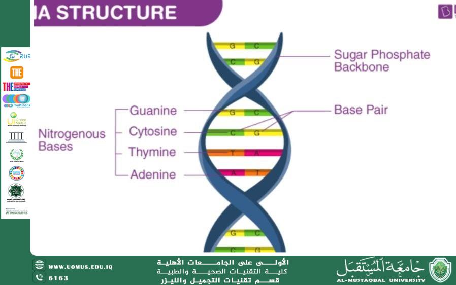 DNA Repair by Kiwi Fruit