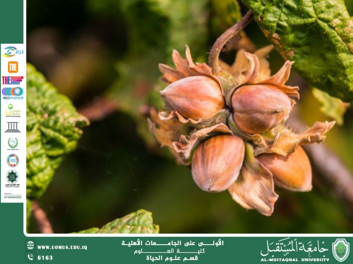 مقالة علمية للتدريسية ( م.م زينب ناظم عزيز ) بعنوان " البندق"