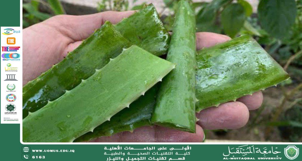 مقاله علميه للتدريسيه م.م هيمن وليد مظلوم بعنوان نبات الالوفيرا