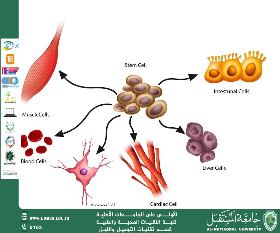 "How Do Stem Cells Work? 