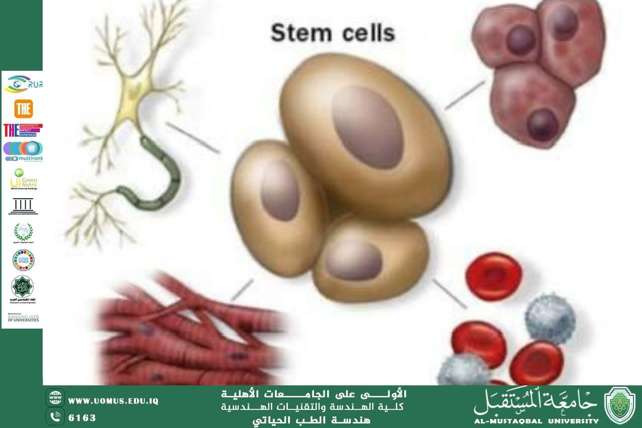 مقالة بعنوان "Stem cells"للمهندس محمد عبد الكريم رزوقي