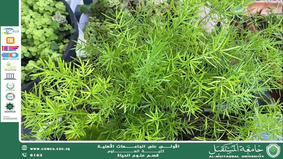 A scientific article by the lecturer (Assistant Professor Zainab Nazim Aziz) entitled “Sparaxis Plant”